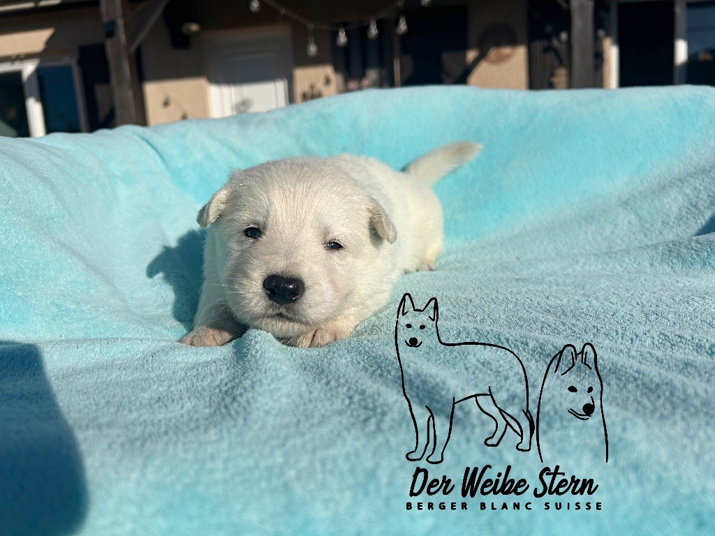 der Weibe Stern - Chiots disponibles - Berger Blanc Suisse
