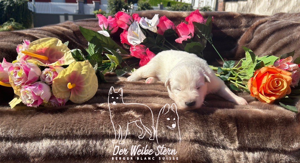 der Weibe Stern - Chiots disponibles - Berger Blanc Suisse