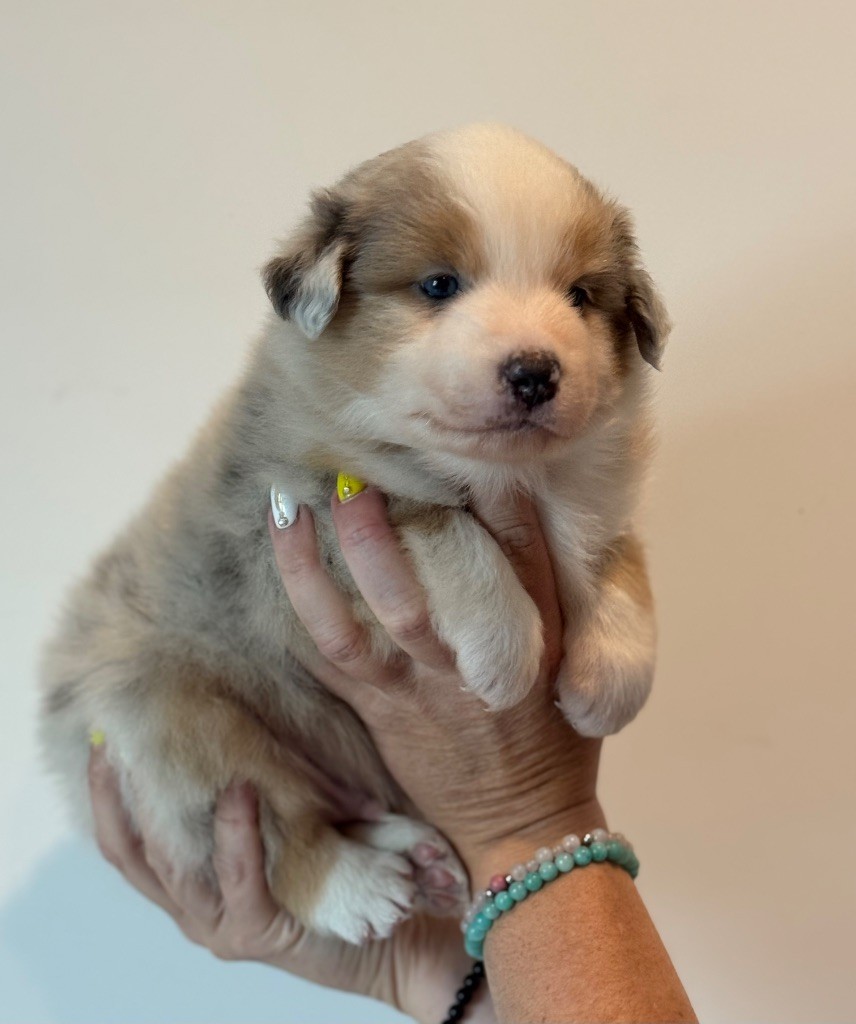 der Weibe Stern - Chiots disponibles - Berger Américain Miniature 