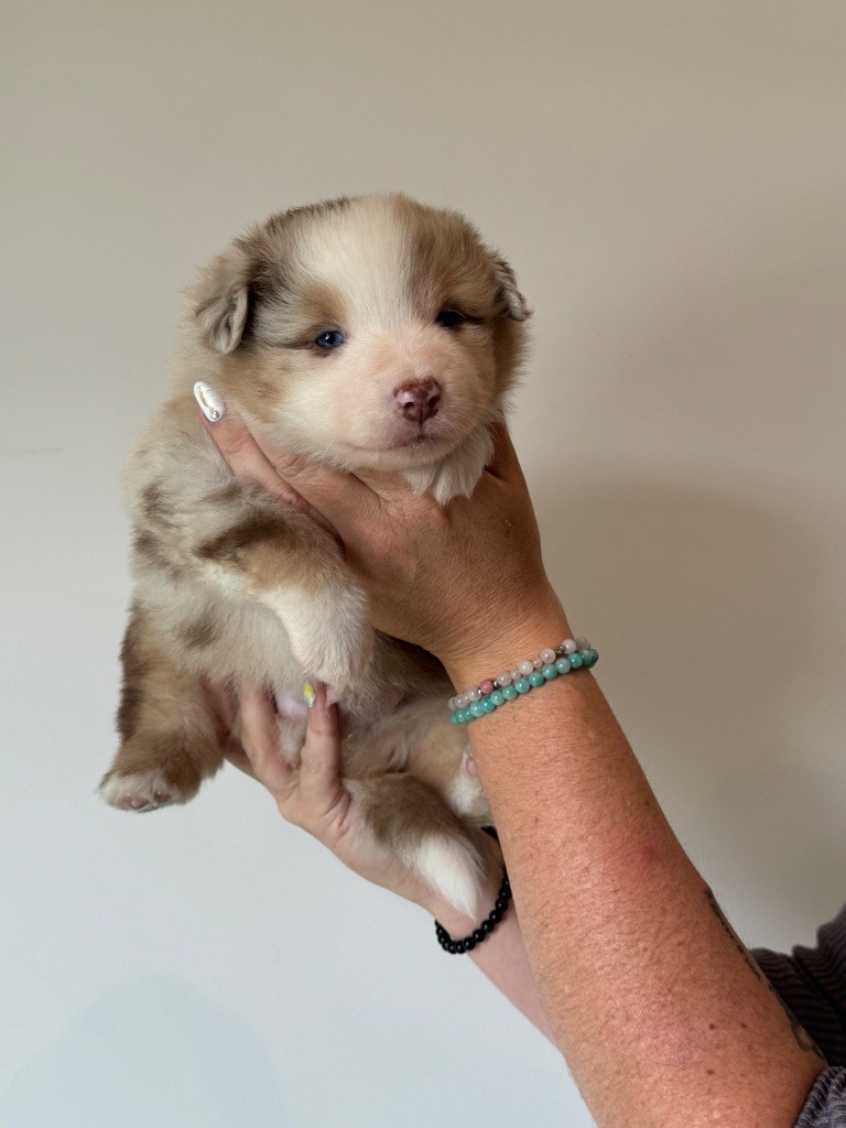 der Weibe Stern - Chiots disponibles - Berger Américain Miniature 