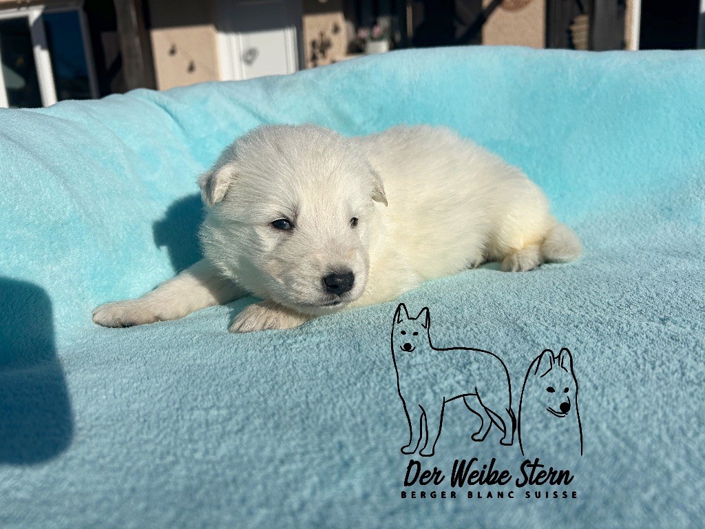 der Weibe Stern - Chiots disponibles - Berger Blanc Suisse