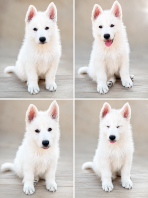CHIOT 5