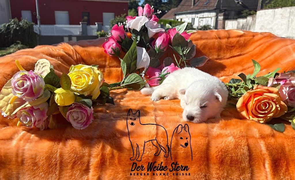 der Weibe Stern - Chiots disponibles - Berger Blanc Suisse