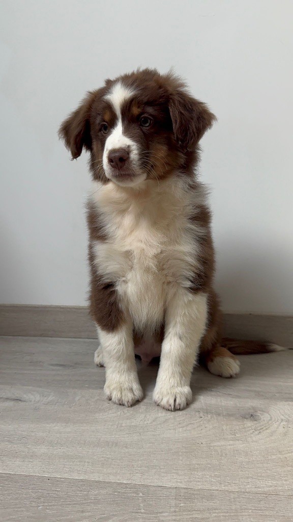 der Weibe Stern - Chiots disponibles - Berger Américain Miniature 