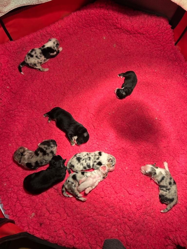 Chiot Berger Américain Miniature der Weibe Stern