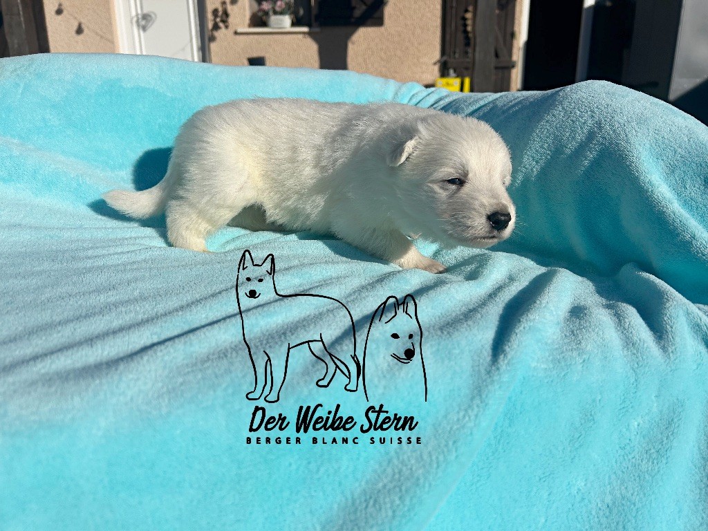 der Weibe Stern - Chiots disponibles - Berger Blanc Suisse
