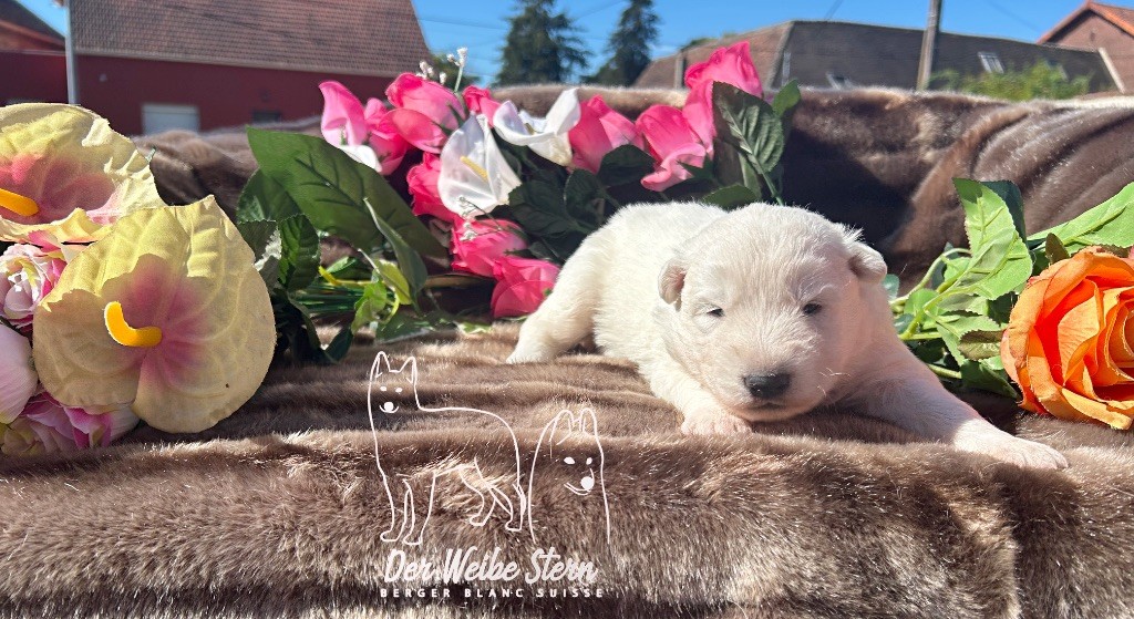 der Weibe Stern - Chiots disponibles - Berger Blanc Suisse