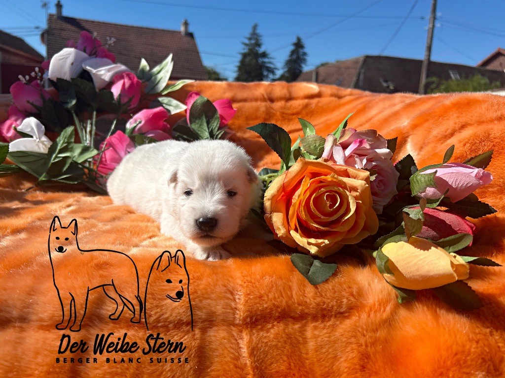 der Weibe Stern - Chiots disponibles - Berger Blanc Suisse