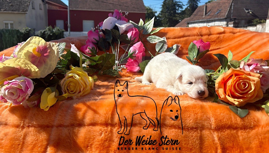 der Weibe Stern - Chiots disponibles - Berger Blanc Suisse
