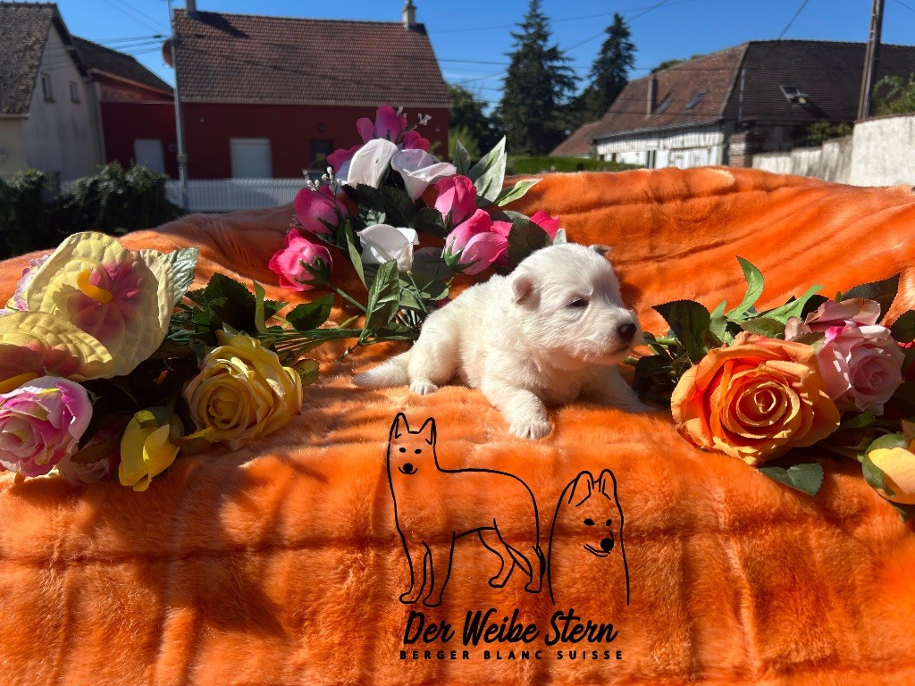 der Weibe Stern - Chiots disponibles - Berger Blanc Suisse