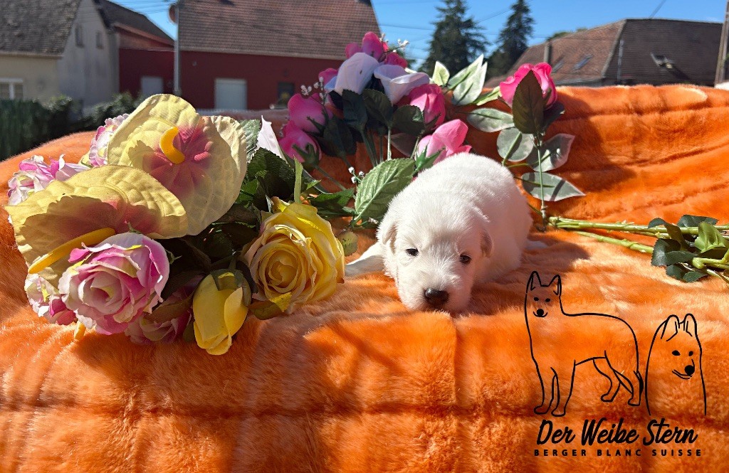 der Weibe Stern - Chiots disponibles - Berger Blanc Suisse