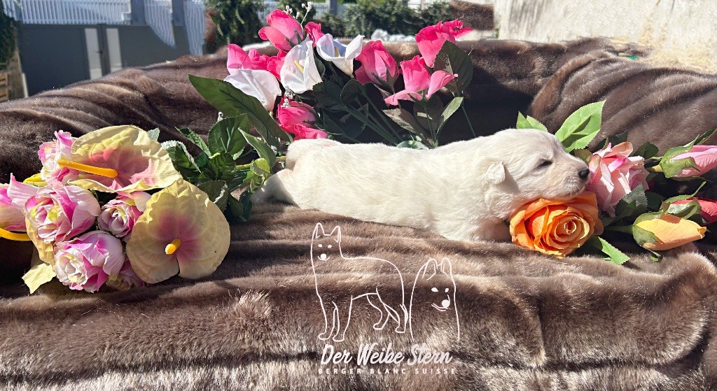 der Weibe Stern - Chiots disponibles - Berger Blanc Suisse